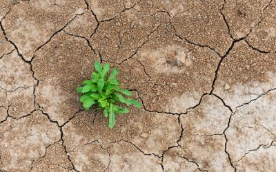 Blog 7 Three Ways to Increase Organizational Resiliency